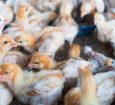 Especialista: gripe aviária atinge granja comercial no Brasil pela 1ª