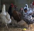 Gripe aviária: Japão suspende parcialmente compra de aves do Brasil