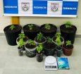 Homem é preso em Paraty com 14 pés de maconha