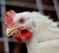 Não há suspensão de exportações “generalizadas” de frango, diz ministério