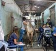 Ração contaminada gera desespero em VR e ‘operação de guerra’